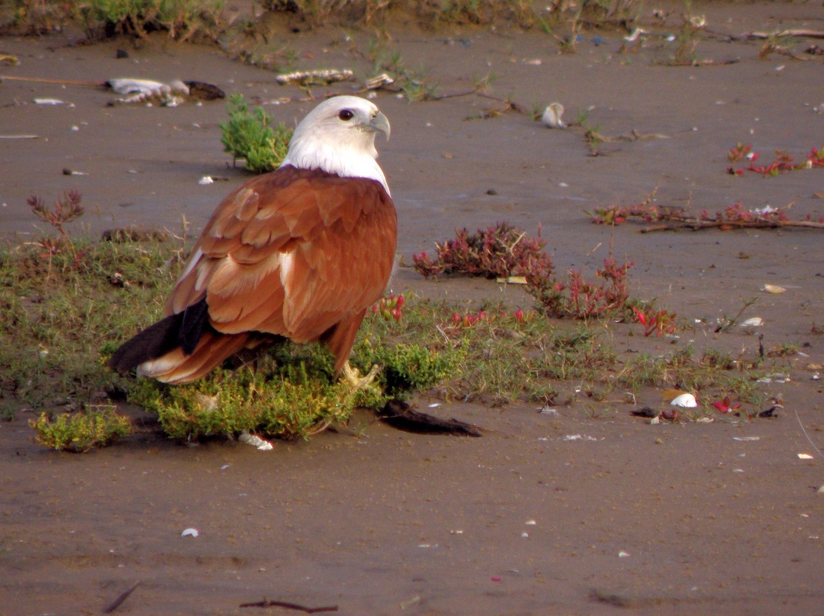 Brahminy Kite - ML621160898