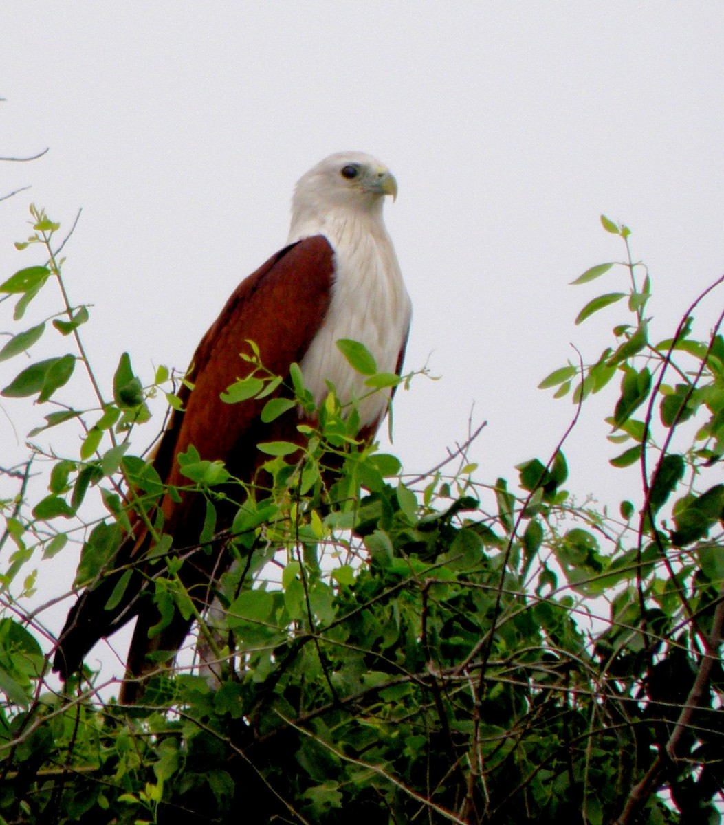 Brahminy Kite - ML621160901