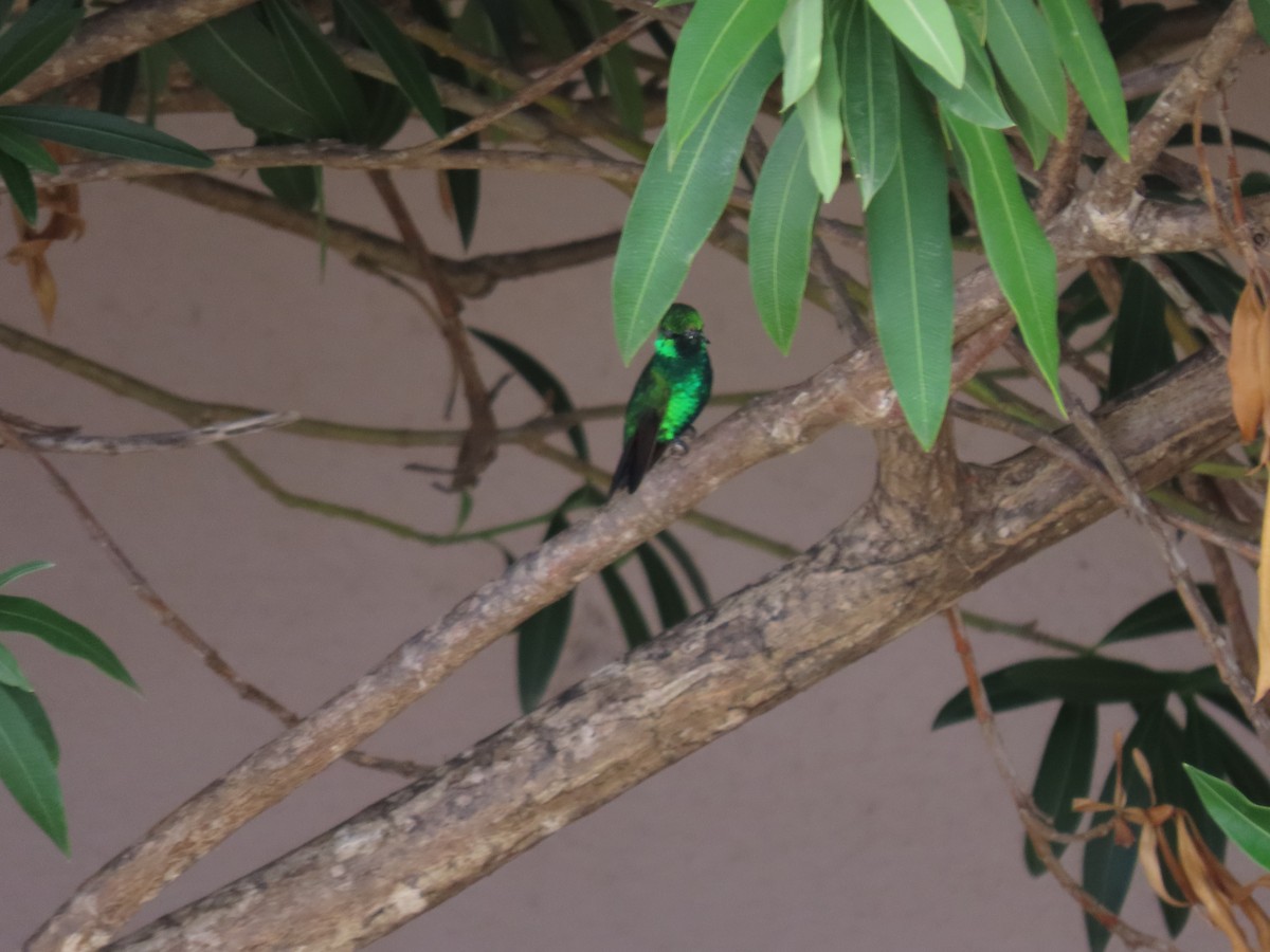 kolibřík modroocasý - ML621160904