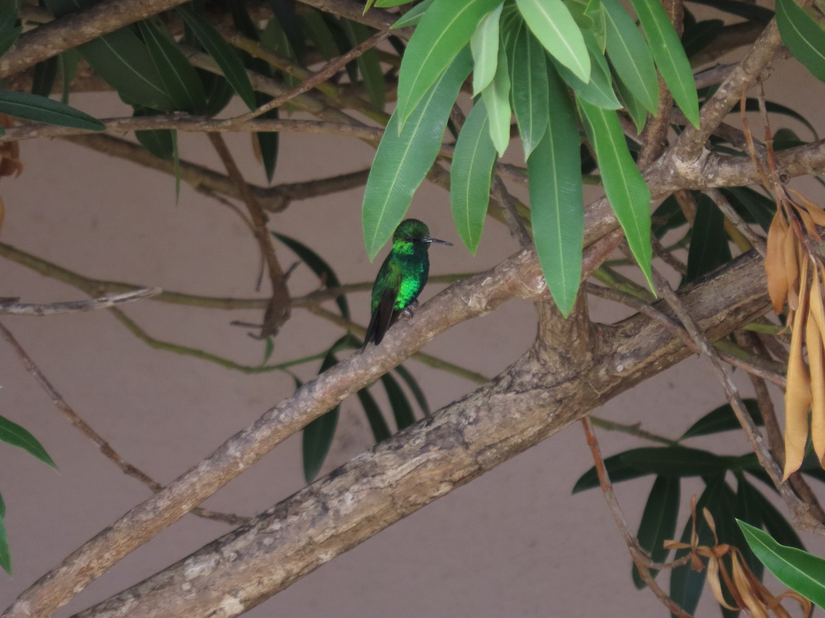 kolibřík modroocasý - ML621160905