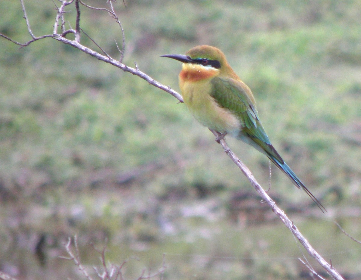 Blue-tailed Bee-eater - ML621160910