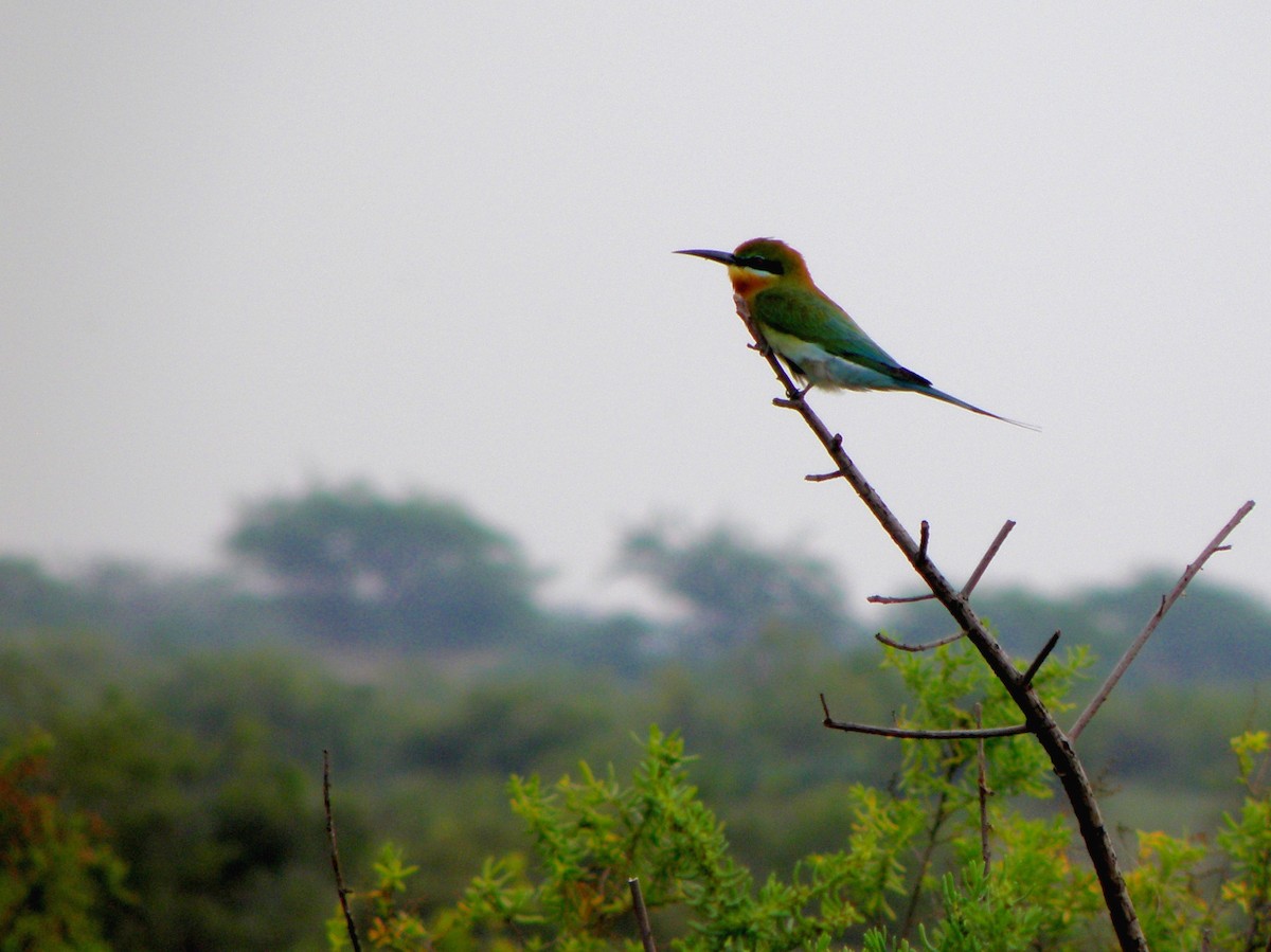 Blue-tailed Bee-eater - ML621160911