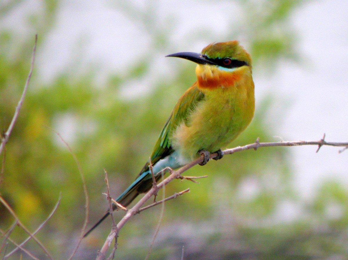 Blue-tailed Bee-eater - ML621160912