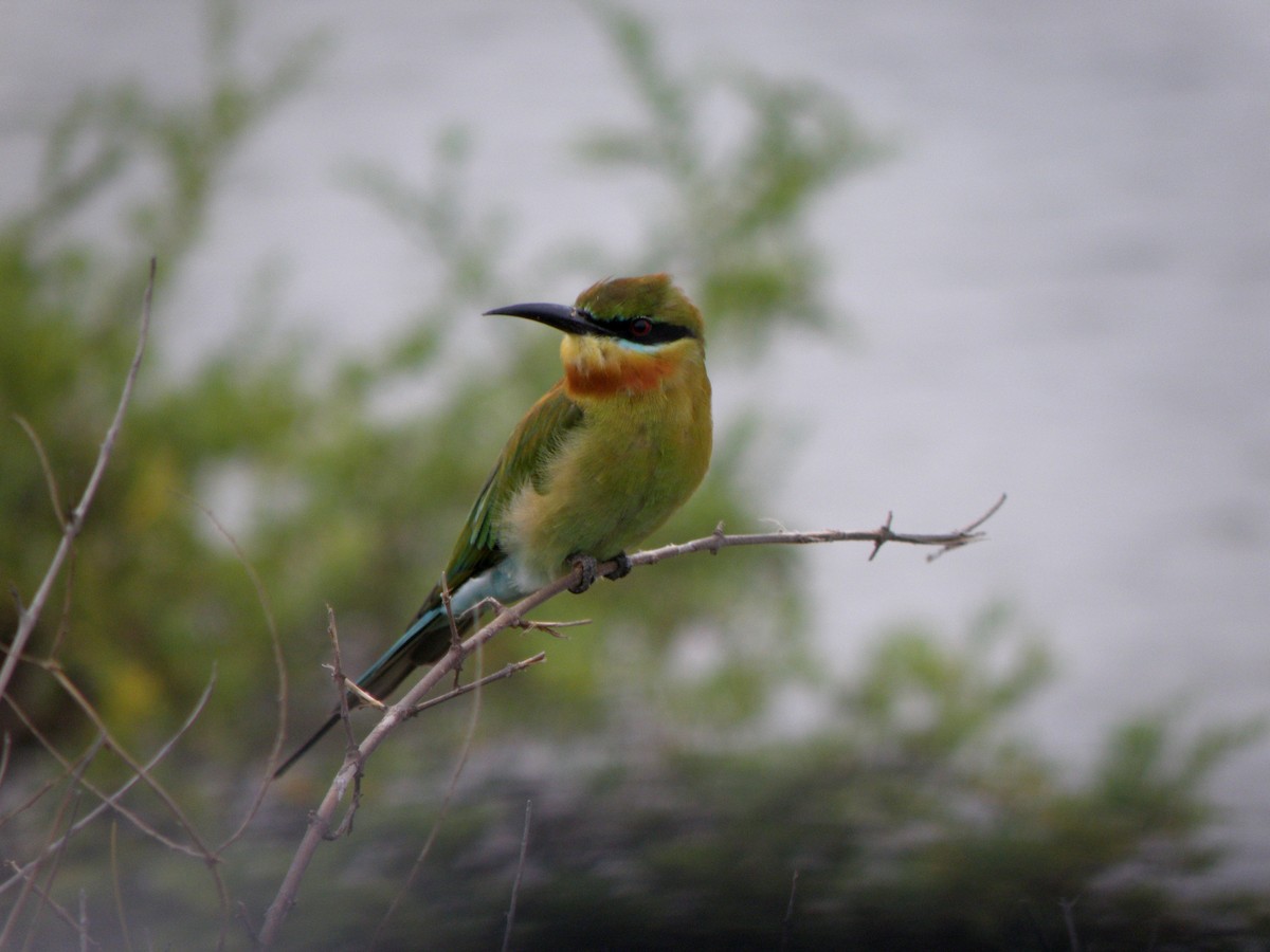 Blue-tailed Bee-eater - ML621160913