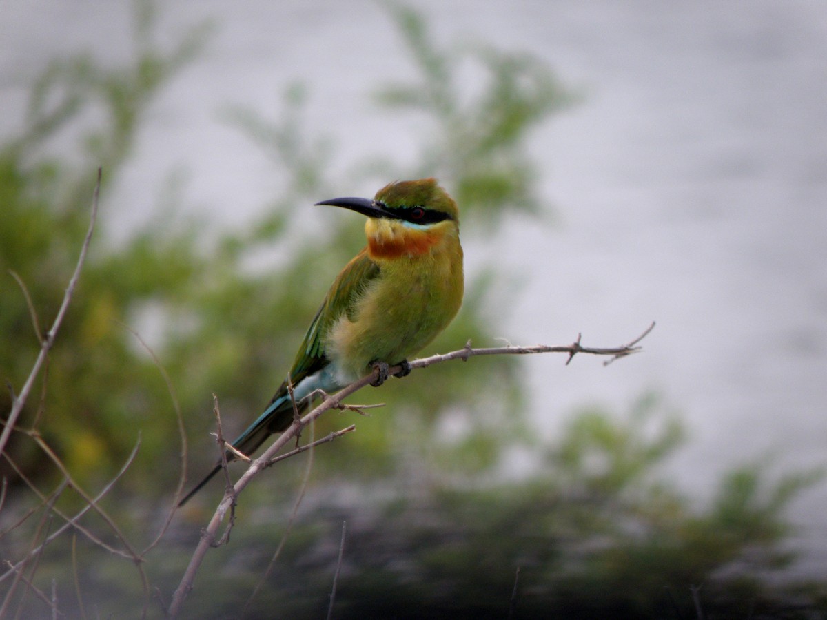 Blue-tailed Bee-eater - ML621160914