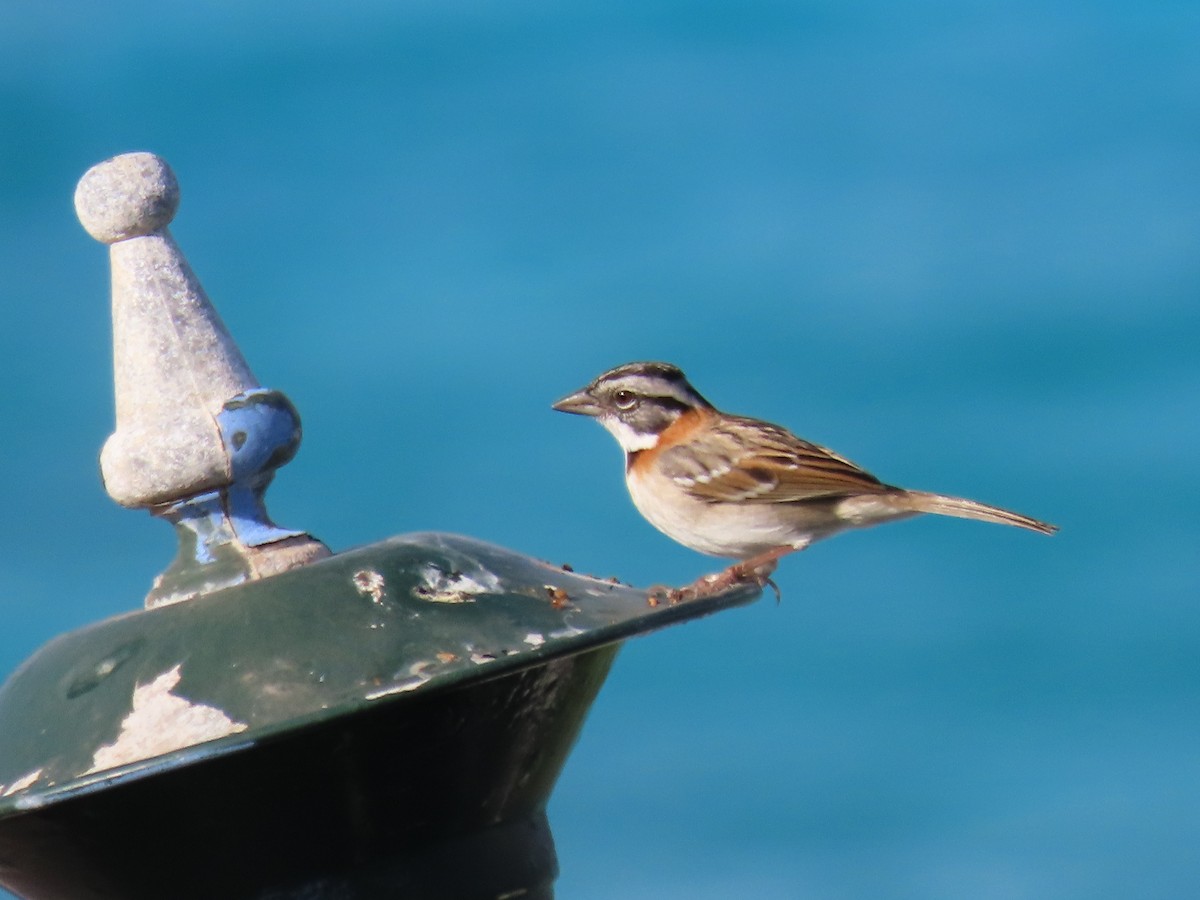 Rufous-collared Sparrow - ML621160919