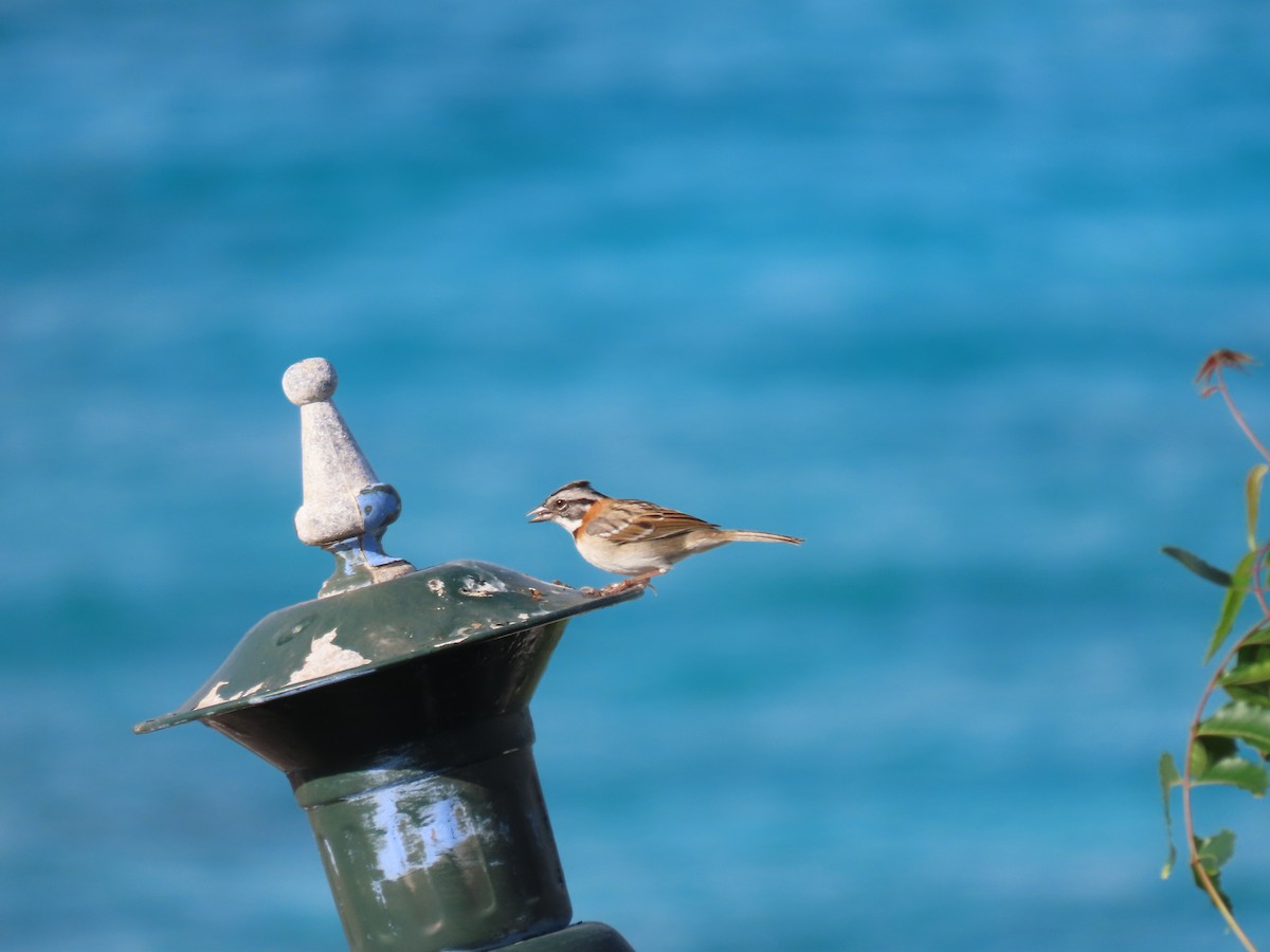 Rufous-collared Sparrow - ML621160920