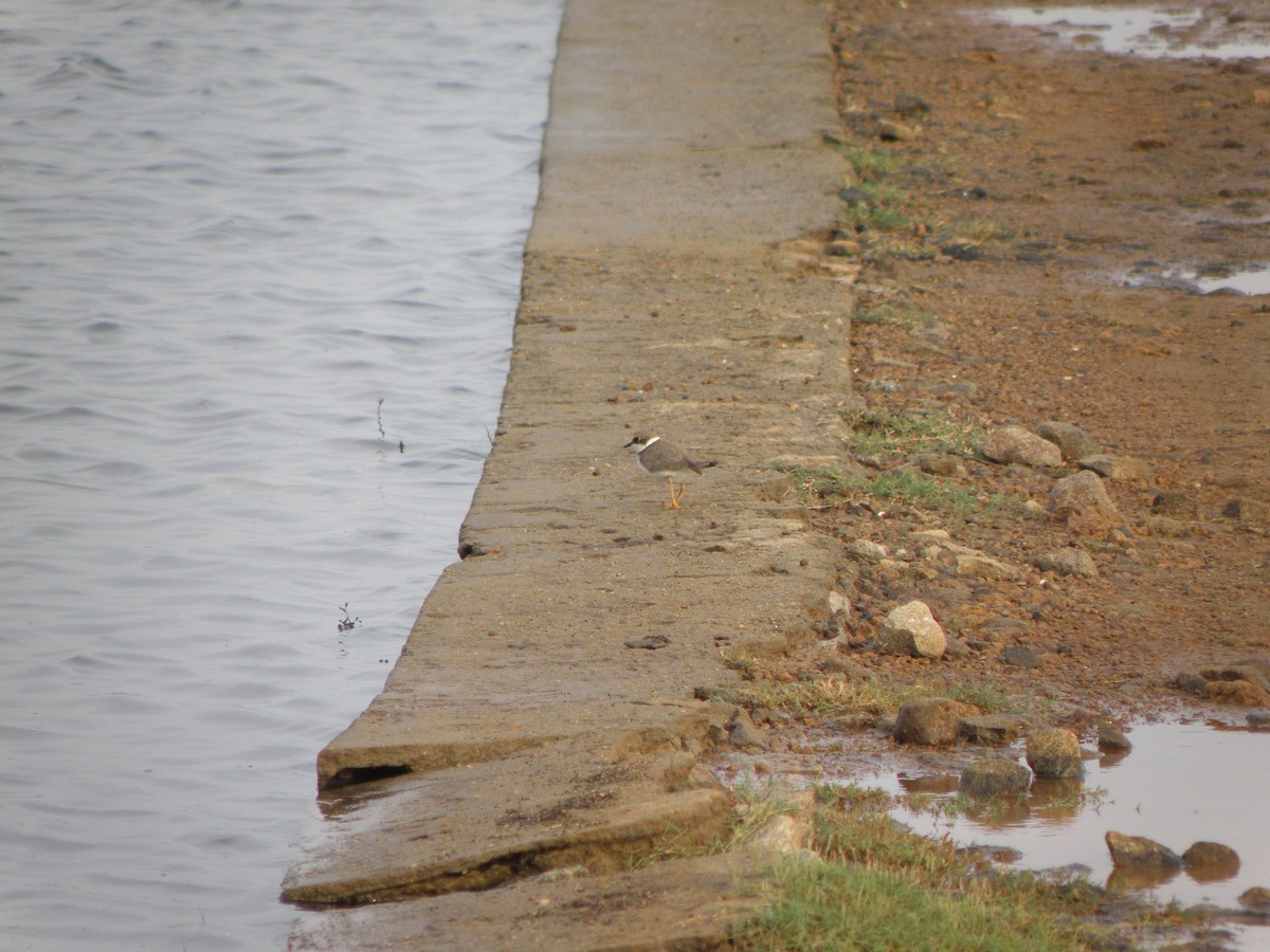 Little Ringed Plover - ML621160921