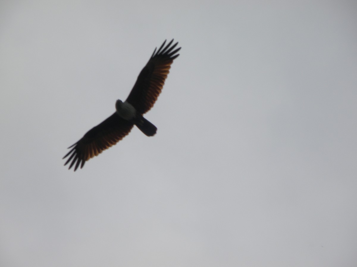 Brahminy Kite - ML621160924