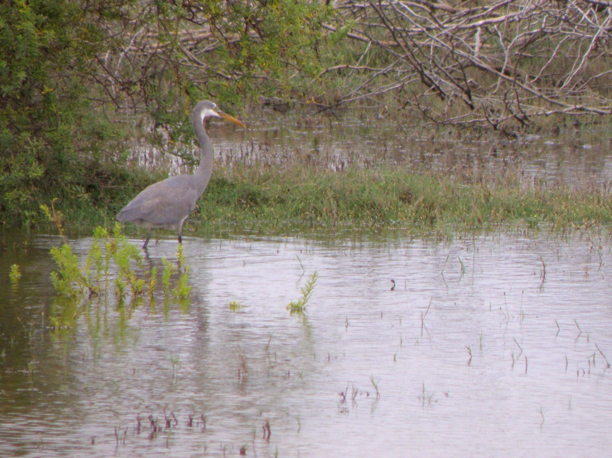 Aigrette à gorge blanche - ML621160931