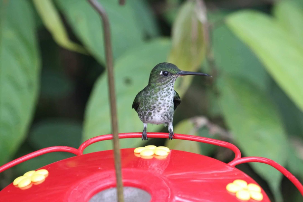 Many-spotted Hummingbird - ML621160937