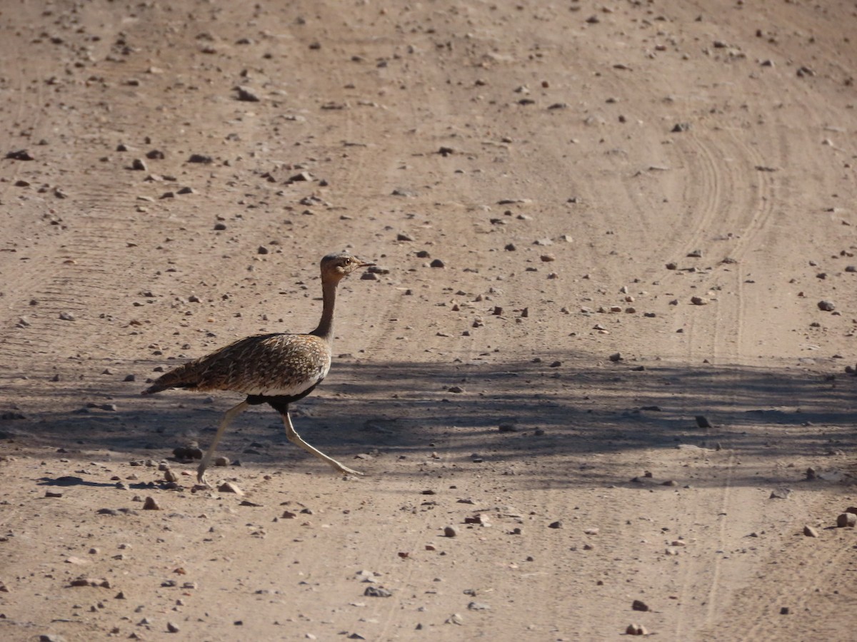 Red-crested Bustard - ML621160940