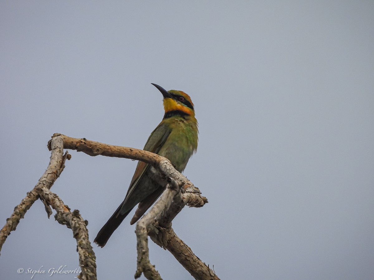 Rainbow Bee-eater - ML621160960