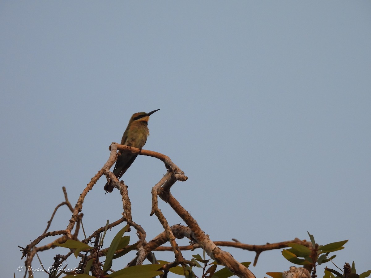 Rainbow Bee-eater - ML621160962