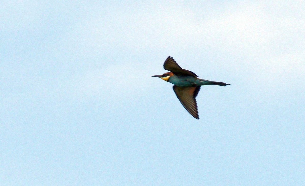 European Bee-eater - ML621160977