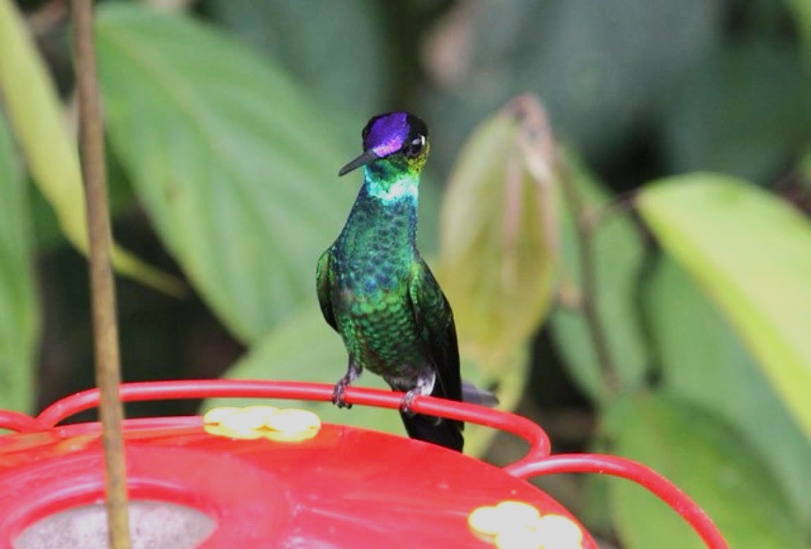 kolibřík fialovočelý - ML621160981