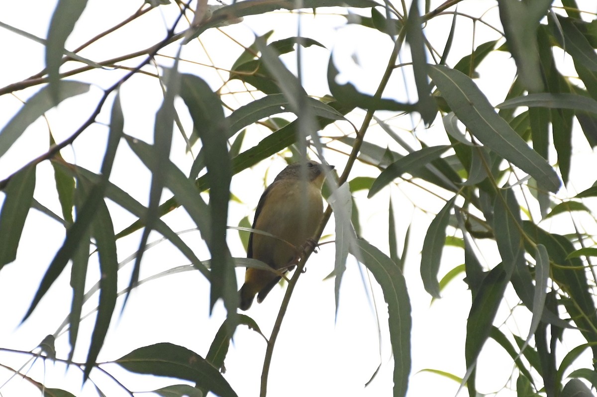 Spotted Pardalote - ML621160997