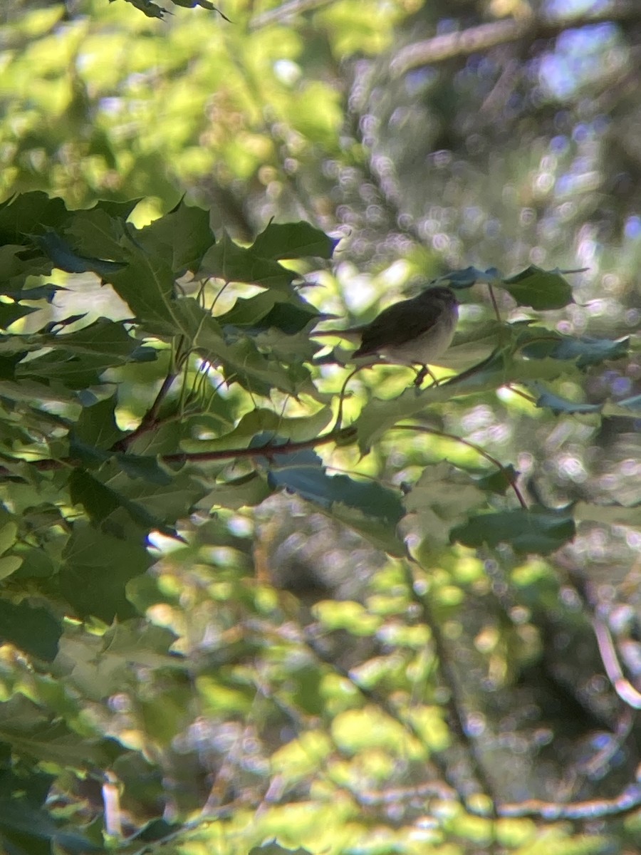 Willow Warbler/Common Chiffchaff - ML621161027