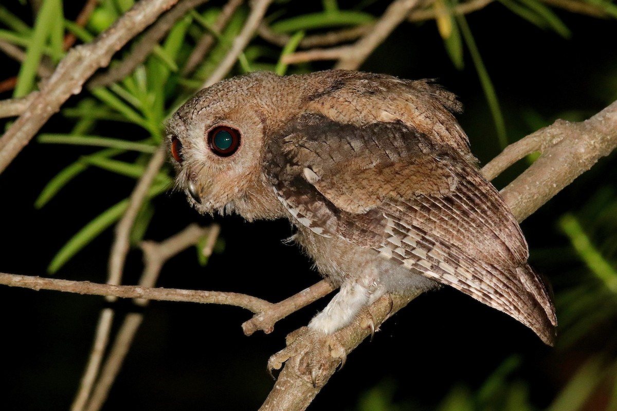 Collared Scops-Owl - ML621161058