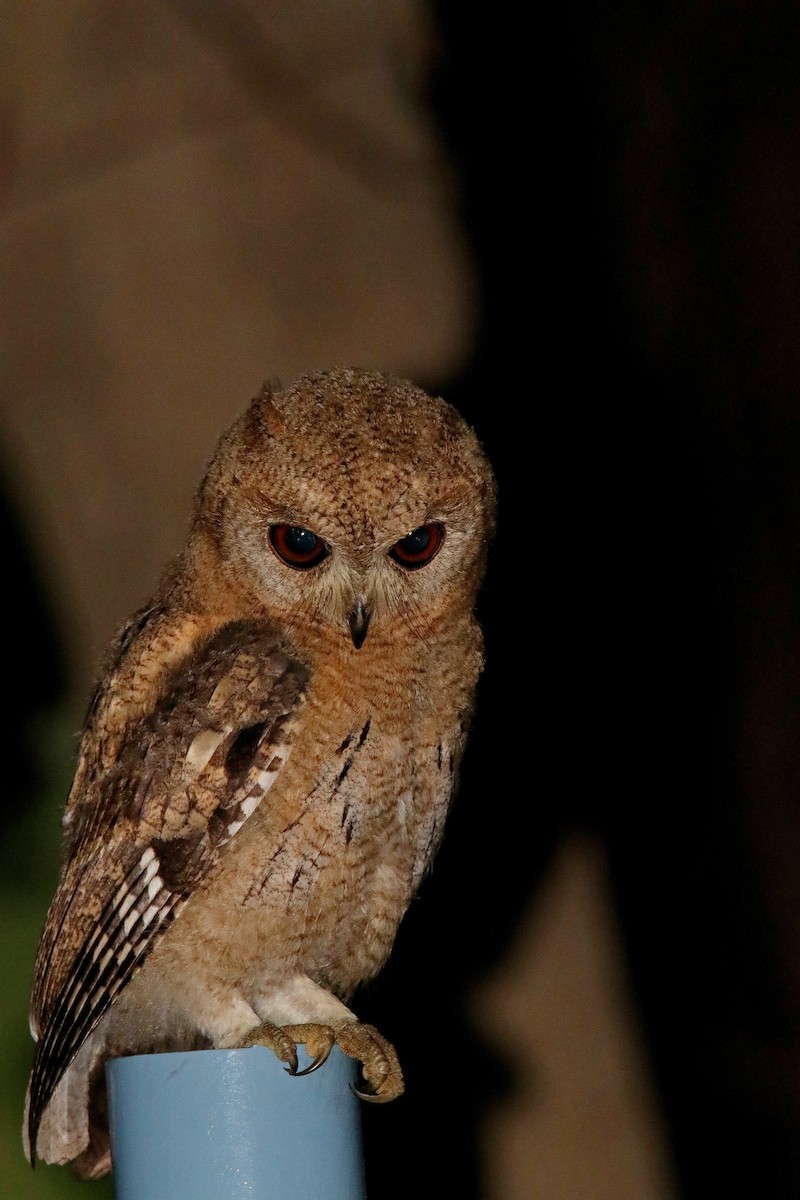 Collared Scops-Owl - ML621161061