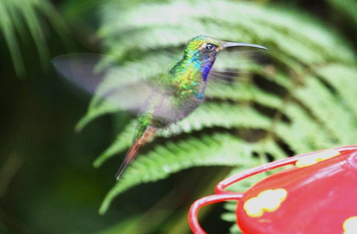 kolibřík azurovoprsý - ML621161069