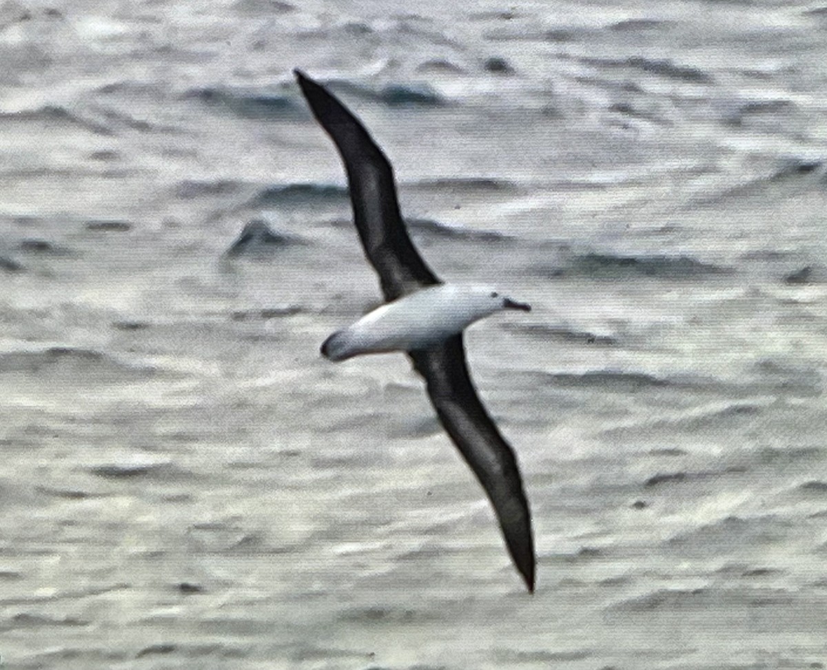 Black-browed Albatross - ML621161081
