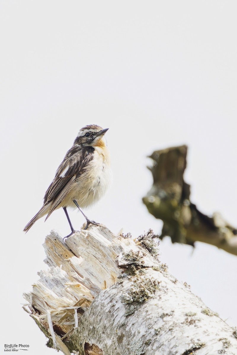Whinchat - ML621161083