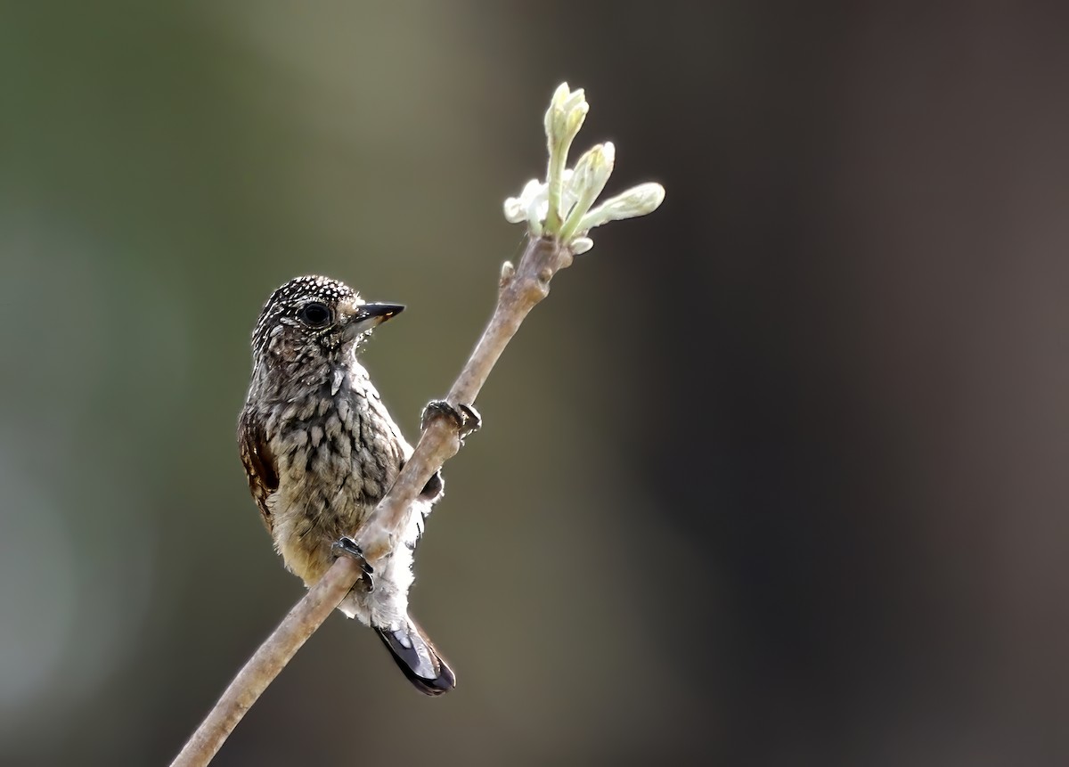 White-wedged Piculet - ML621161084