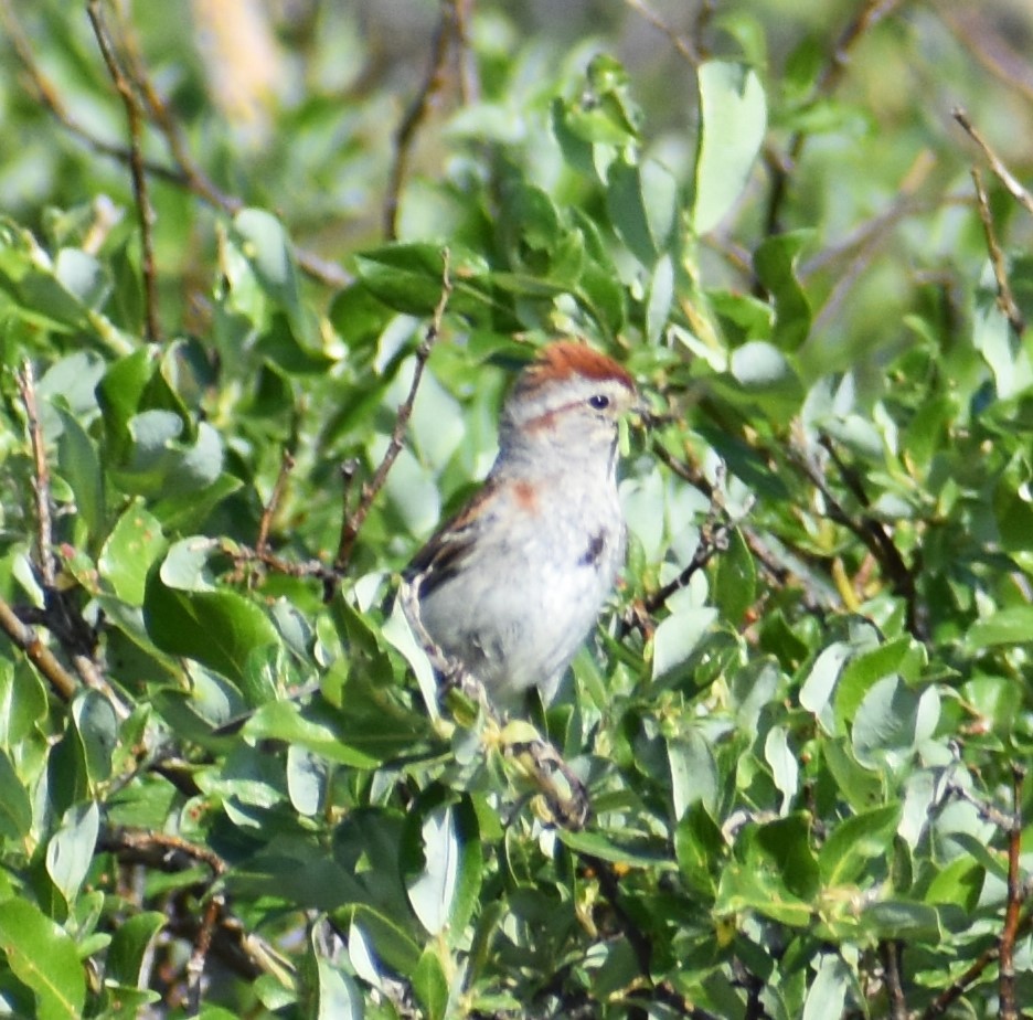 American Tree Sparrow - ML621161118