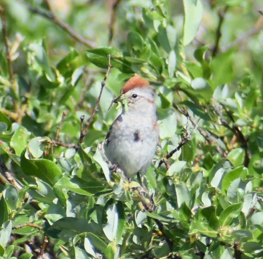 American Tree Sparrow - ML621161120