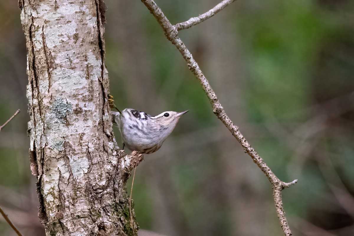 Black-and-white Warbler - ML621161123
