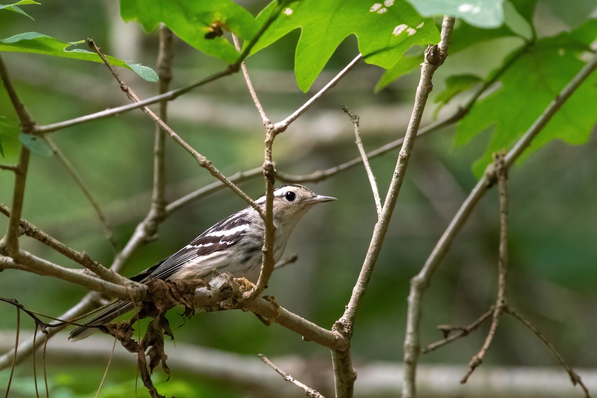 Black-and-white Warbler - ML621161124