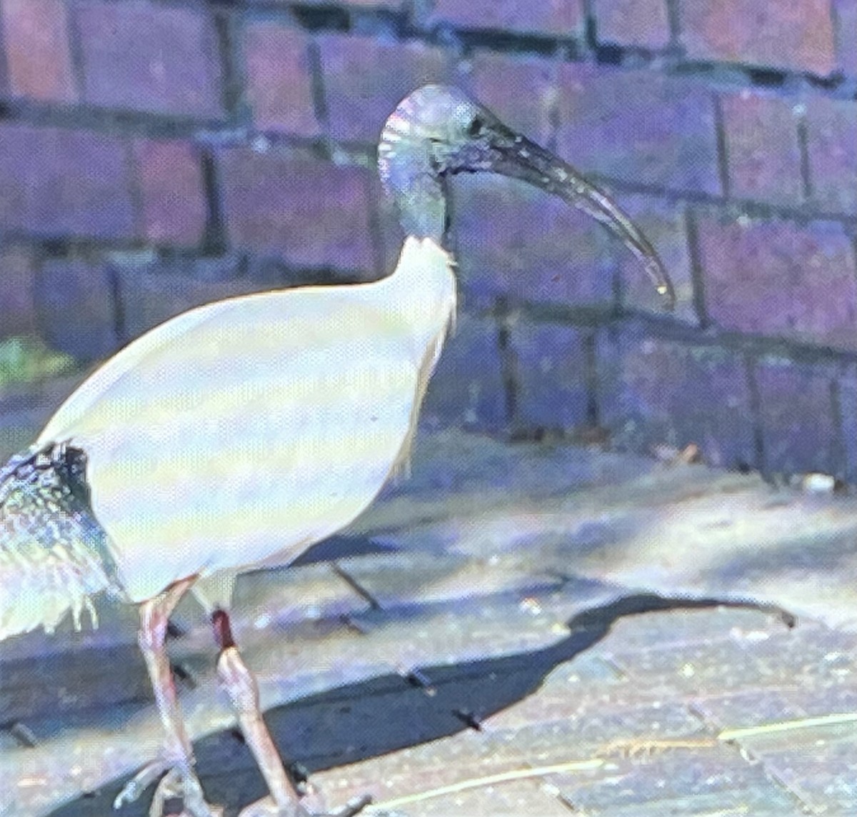 ibis australský - ML621161136