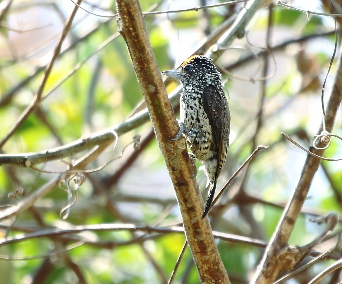 White-wedged Piculet - ML621161151