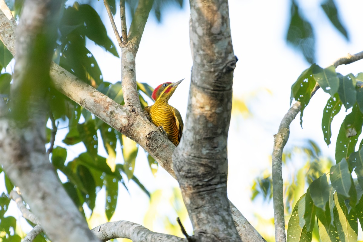Golden-green Woodpecker (Golden-green) - ML621161162