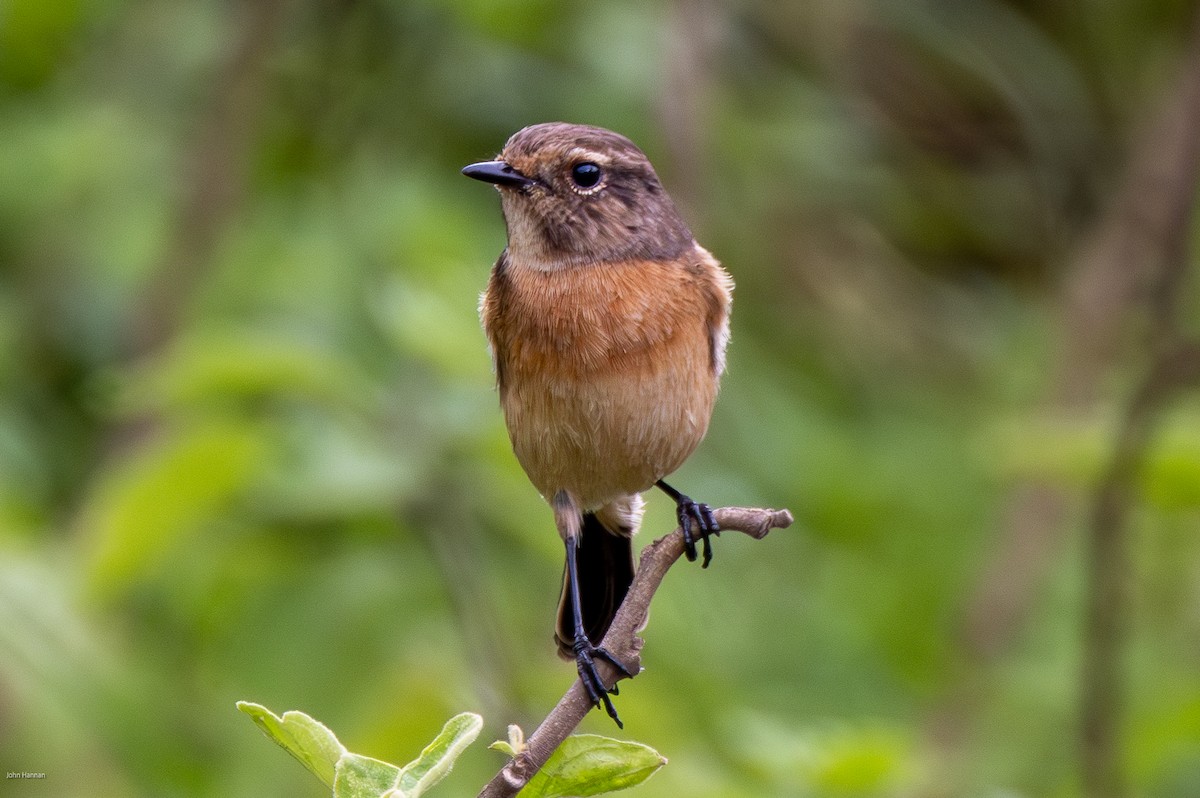 African Stonechat - ML621161224
