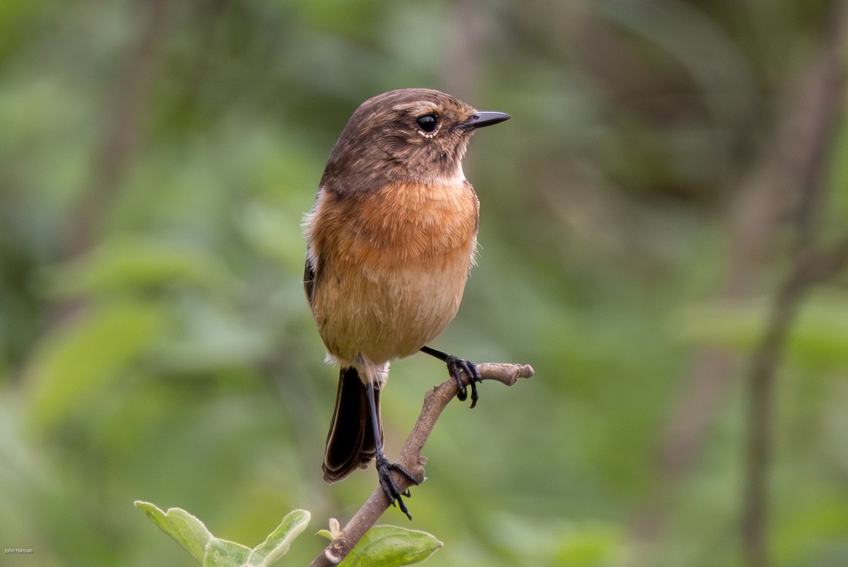 African Stonechat - ML621161225