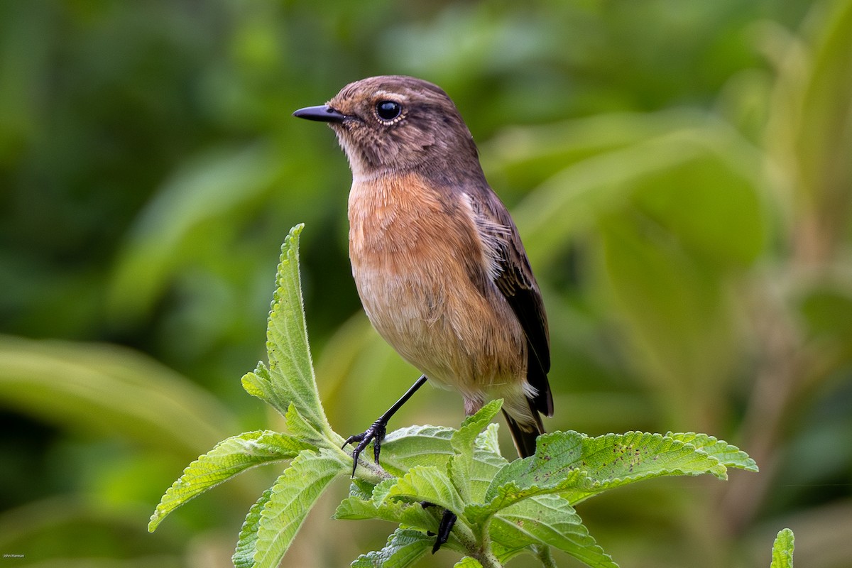 African Stonechat - ML621161227