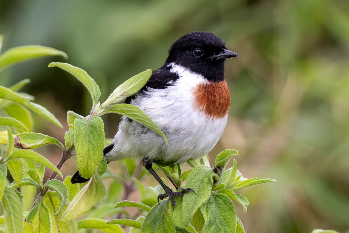 African Stonechat - ML621161228