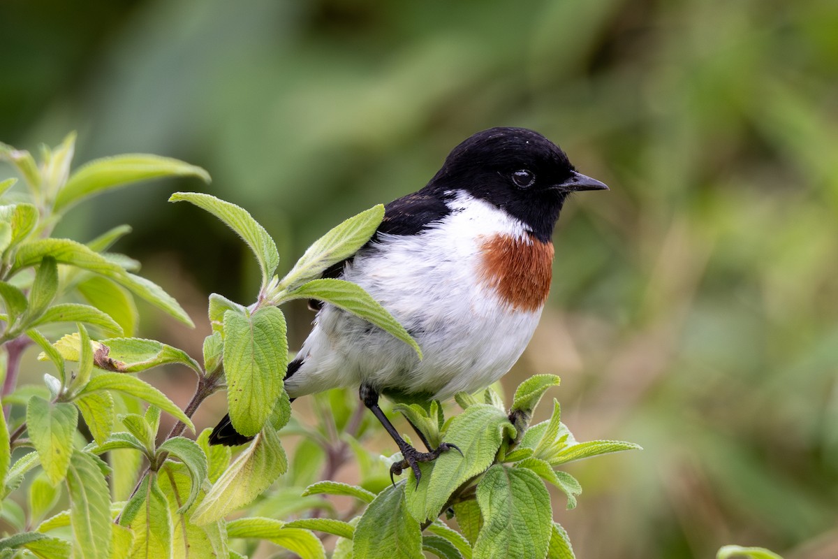 African Stonechat - ML621161231