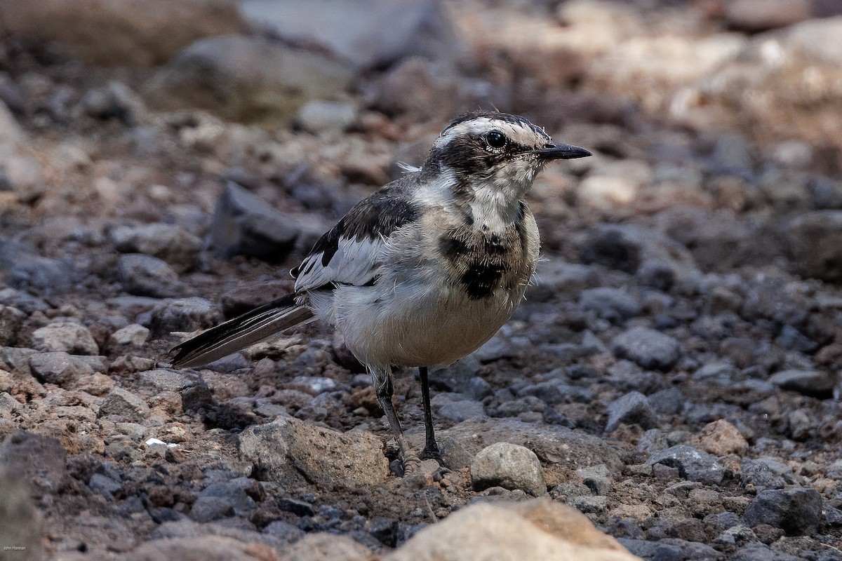 African Pied Wagtail - ML621161242