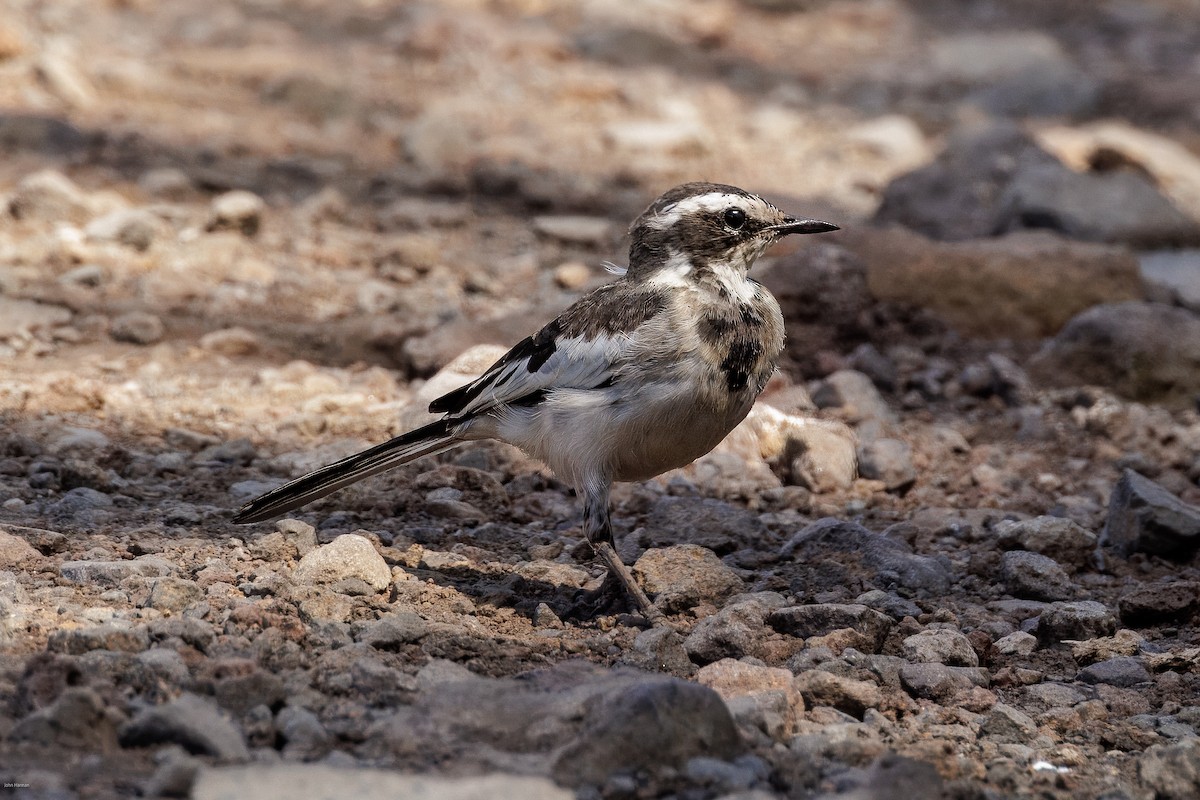 African Pied Wagtail - ML621161243
