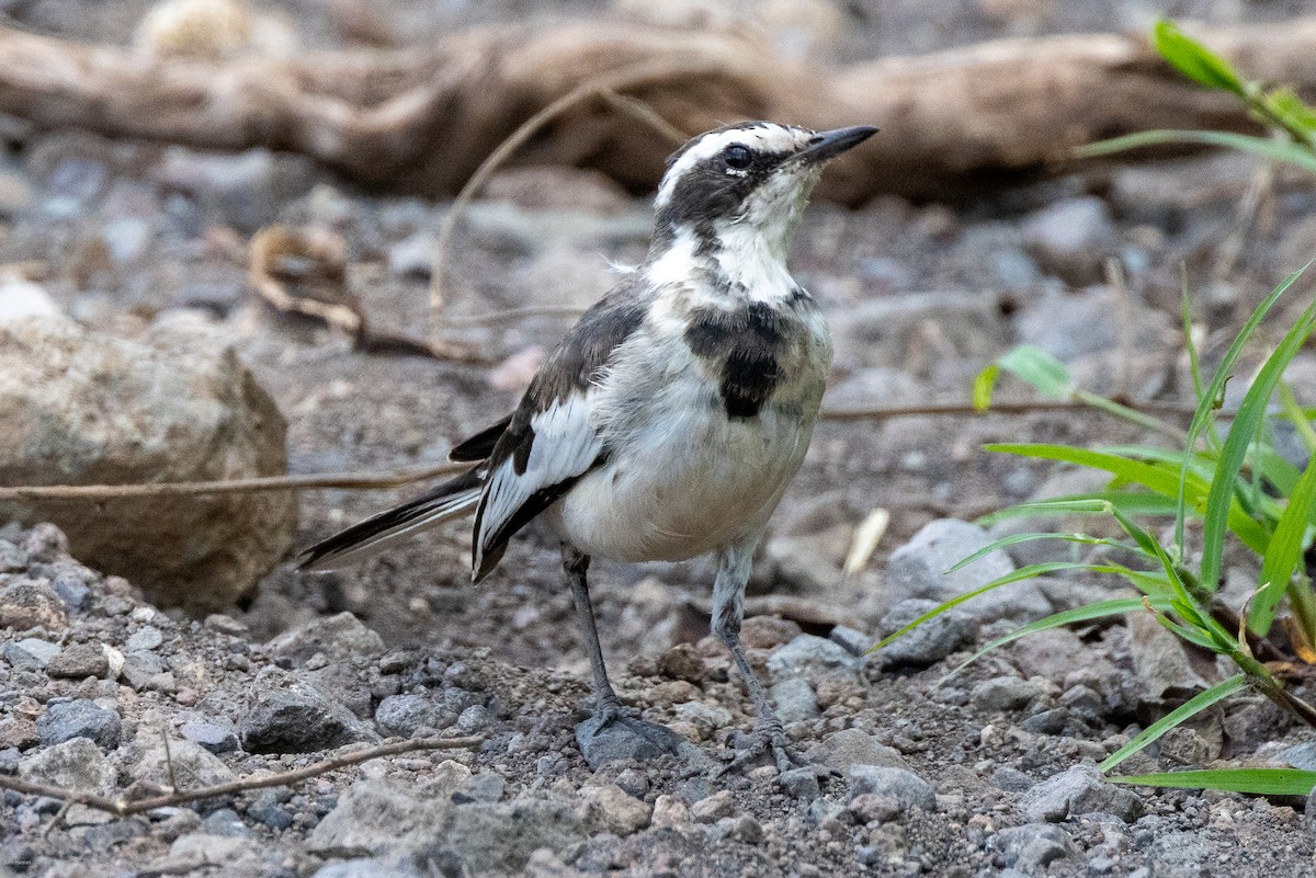 African Pied Wagtail - ML621161244