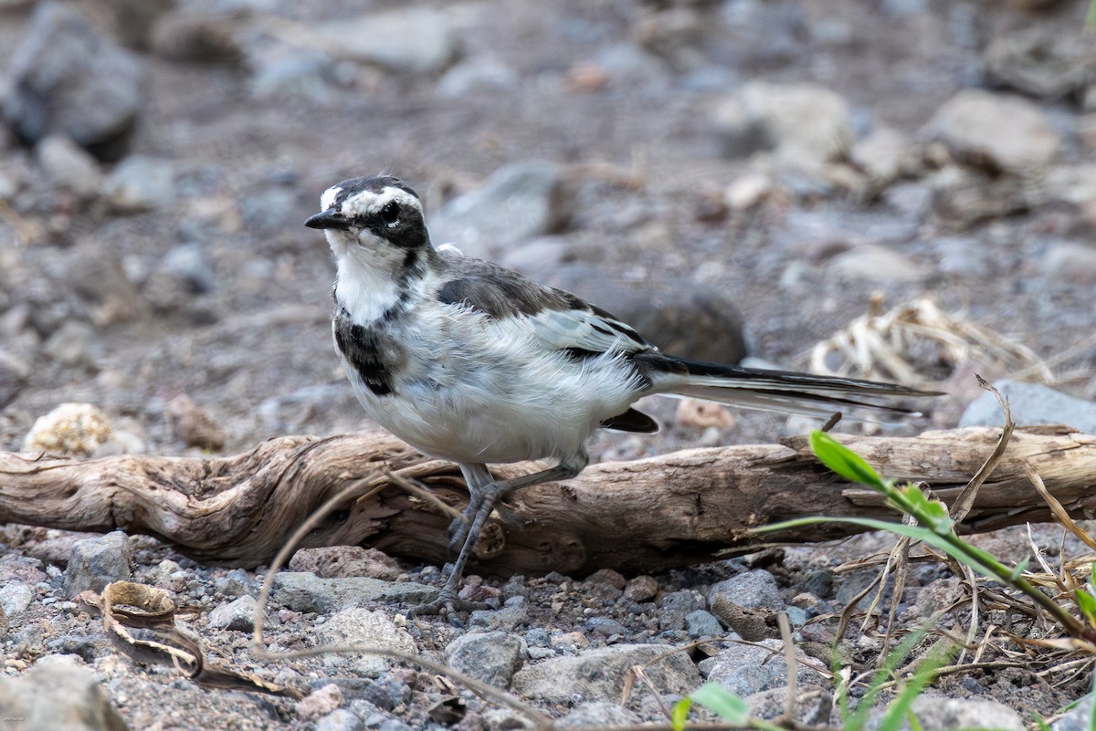 African Pied Wagtail - ML621161245