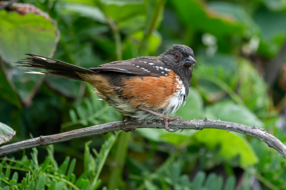 Spotted Towhee - ML621161250