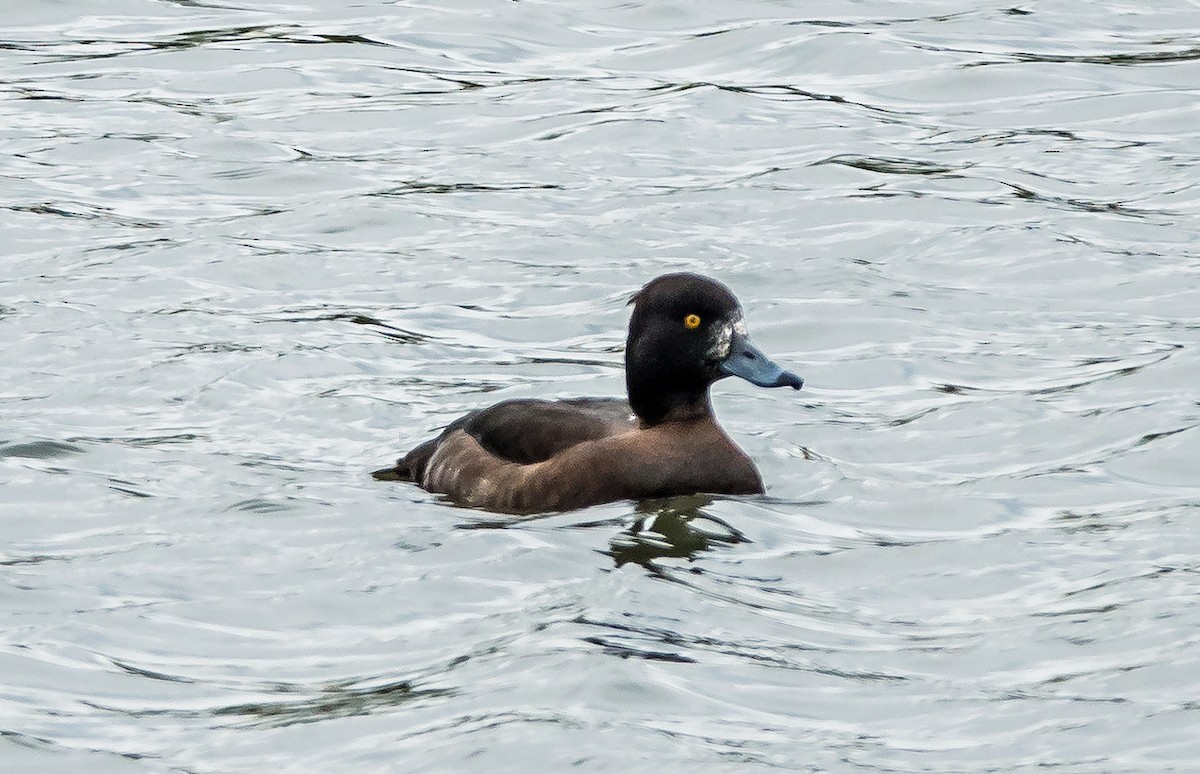 Tufted Duck - ML621161256