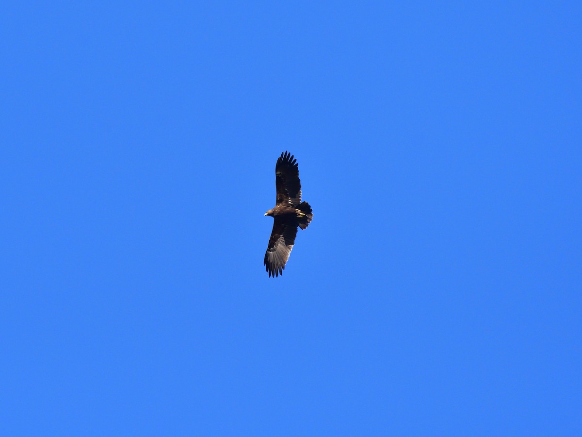 Greater Spotted Eagle - ML621161258