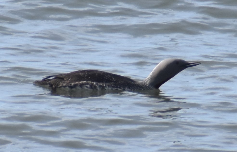 Red-throated Loon - ML621161266