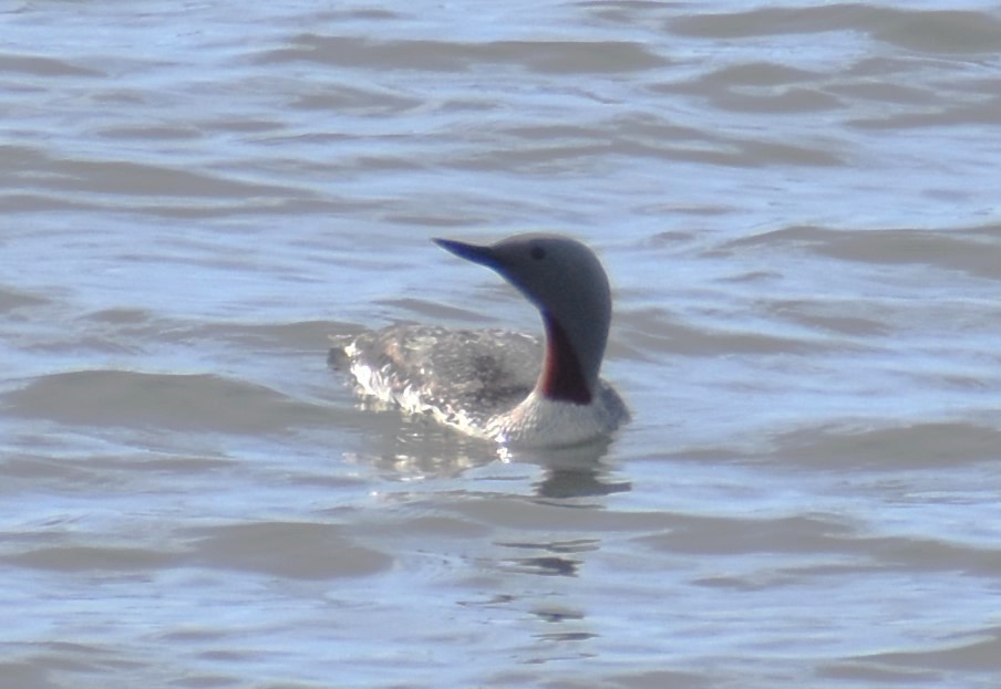 Red-throated Loon - ML621161268