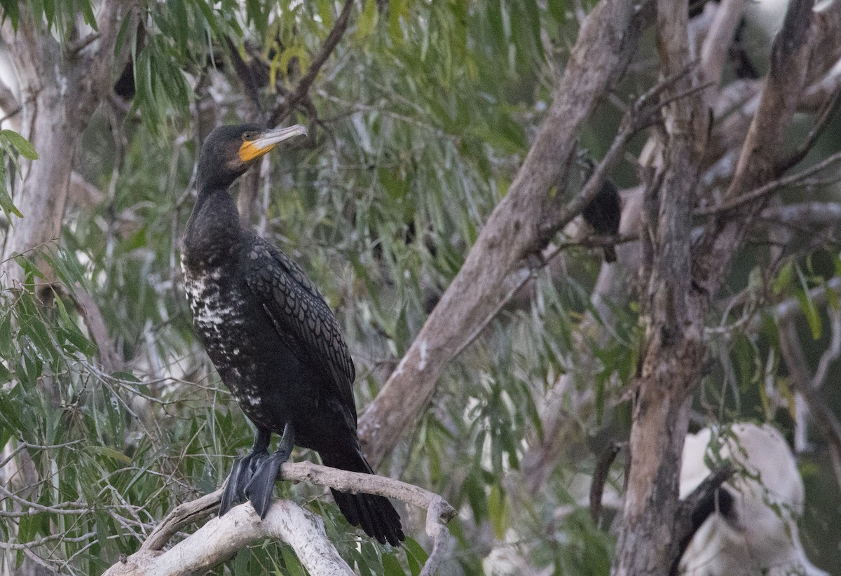Great Cormorant (Australasian) - ML621161276